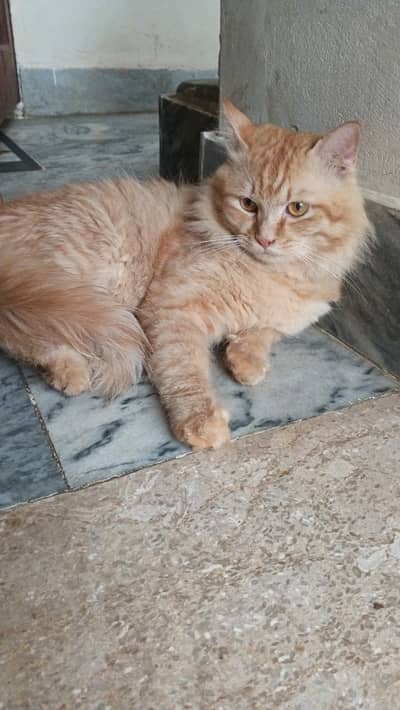 pershion cats hain male or feemale seekhi hui hai washroom use krti ha
