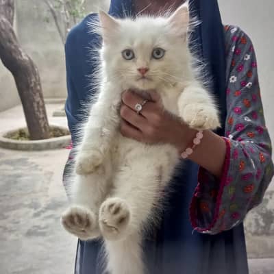Beautiful white Persian kitten with heavy coat for sale