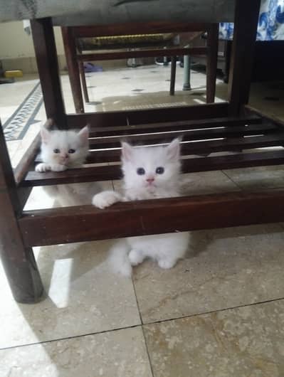 CAT presion triple coat