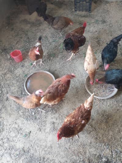 7 Desi hens + 1 Desi Murgha