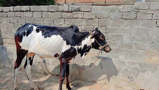 qurbani ky Liy for sale