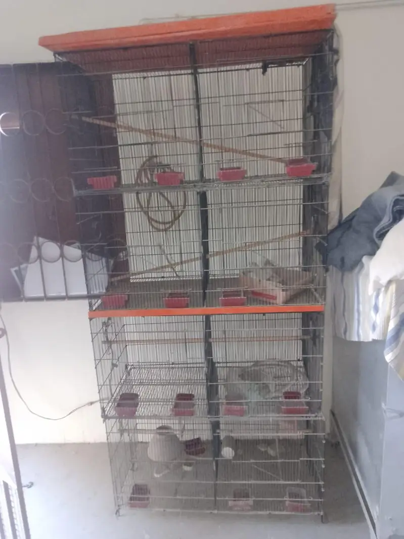 birds cage — photo 2