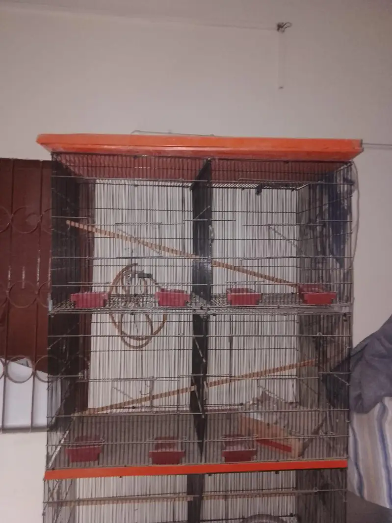 birds cage — photo 4