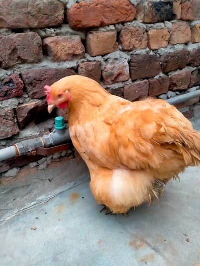 heavy buff hens pair