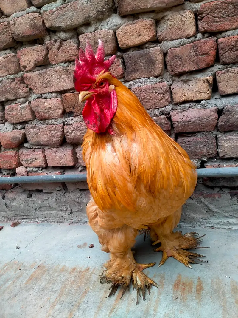 heavy buff hens pair — photo 4
