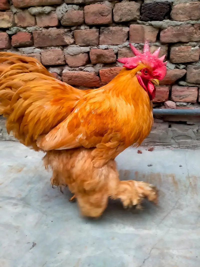 heavy buff hens pair — photo 7