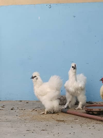 pure white silkie