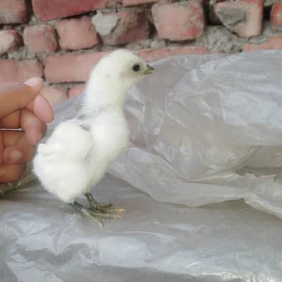 6 dragon chicks different colors ma Madi be sat ha available