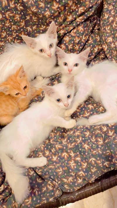 female kittens