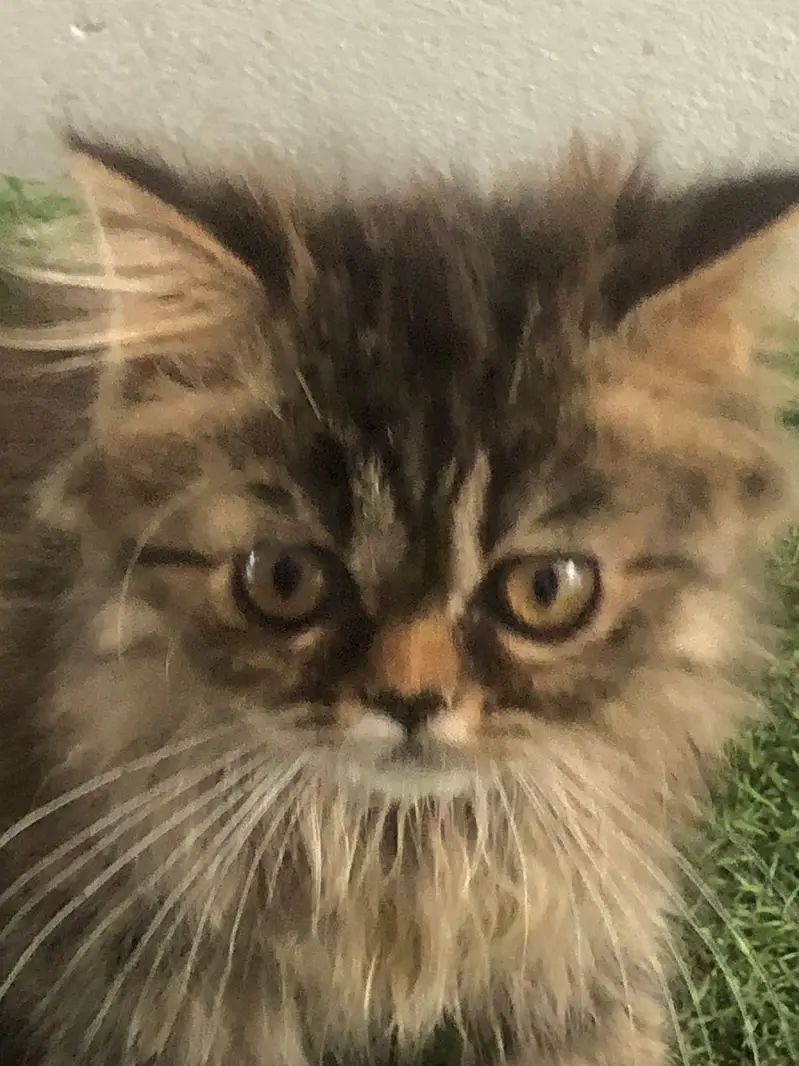 less/ low priced/ long coat/ high quality/ xpunch/ female/l persian — photo 3