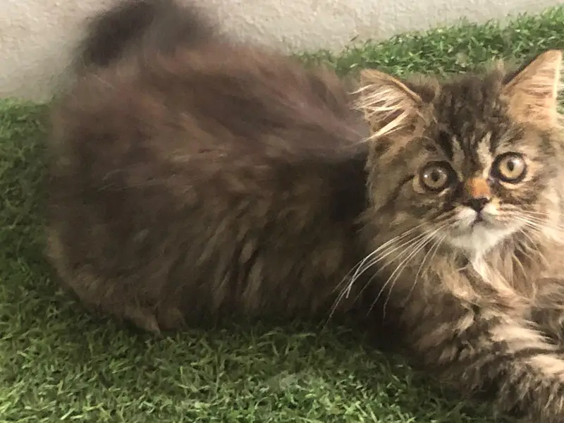 less/ low priced/ long coat/ high quality/ xpunch/ female/l persian — photo 4