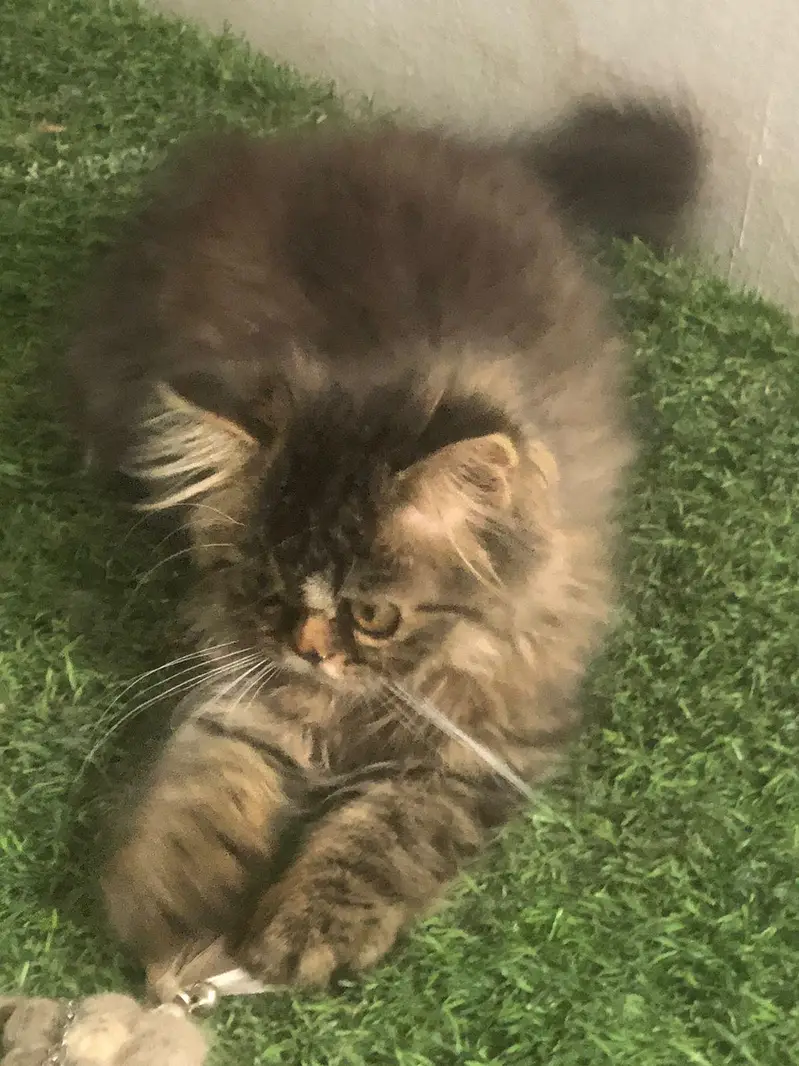 less/ low priced/ long coat/ high quality/ xpunch/ female/l persian — photo 5