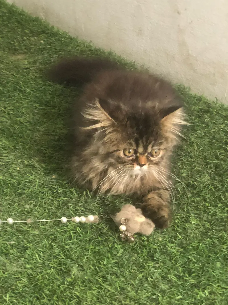 less/ low priced/ long coat/ high quality/ xpunch/ female/l persian — photo 2