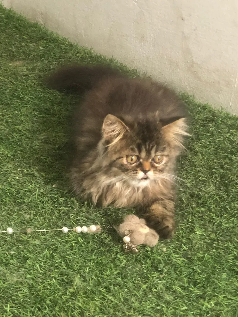 less/ low priced/ long coat/ high quality/ xpunch/ female/l persian — photo 6