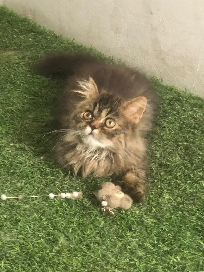 less/ low priced/ long coat/ high quality/ xpunch/ female/l persian — photo 7