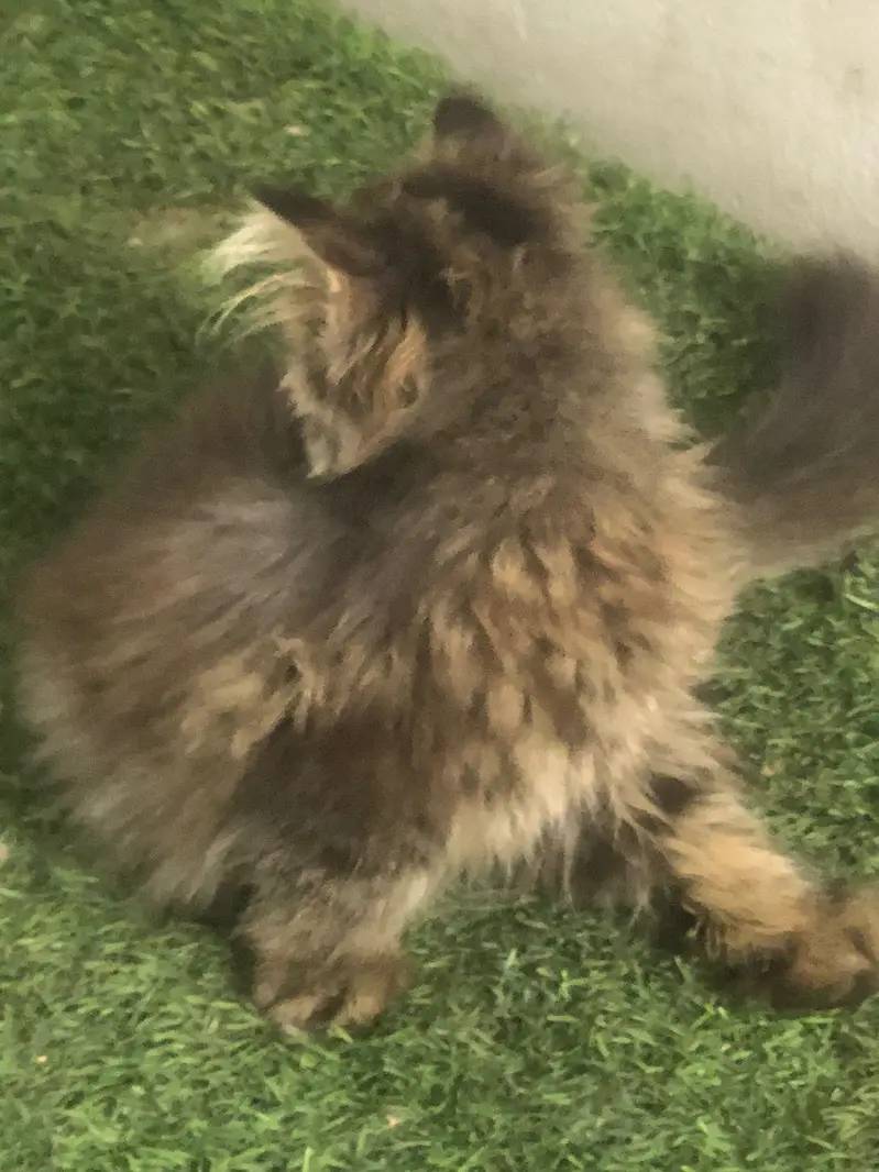 less/ low priced/ long coat/ high quality/ xpunch/ female/l persian — photo 8