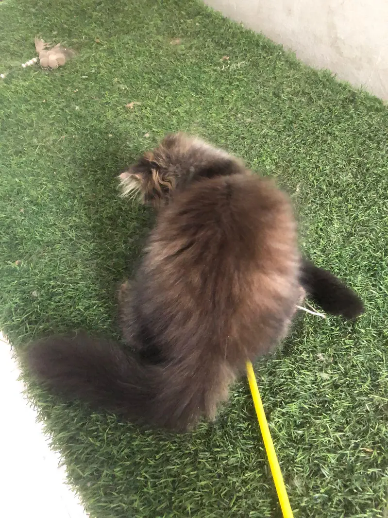 less/ low priced/ long coat/ high quality/ xpunch/ female/l persian — photo 9