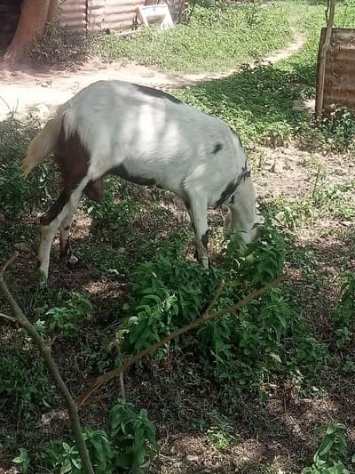 Female Beetal goat