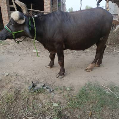 chotta for sale