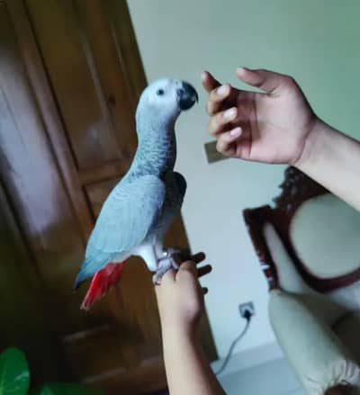 Gray parrot