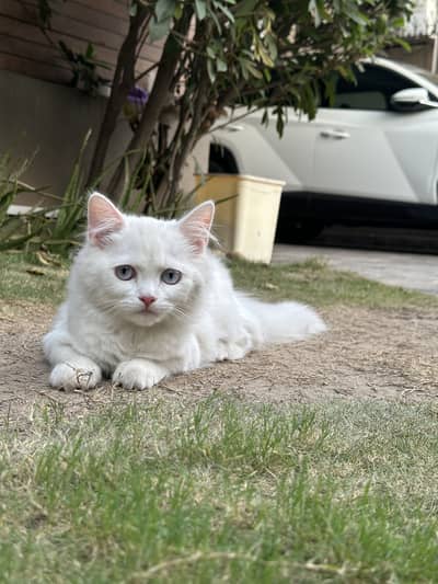Pure perian cat