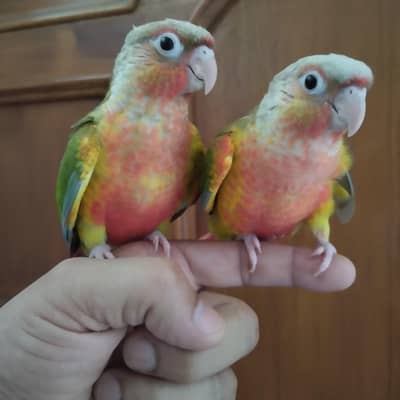 Pineapple conure hand tame fly tame