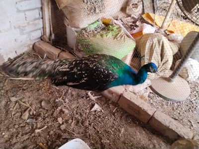 peacock male