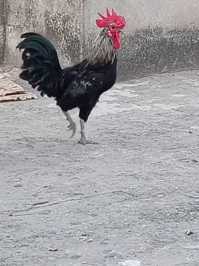 4 Anday Dene Wali Hens + 2 Healthy Roosters For Sale