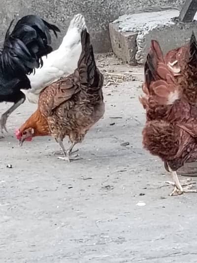 4 Anday Dene Wali Hens + 2 Healthy Roosters For Sale