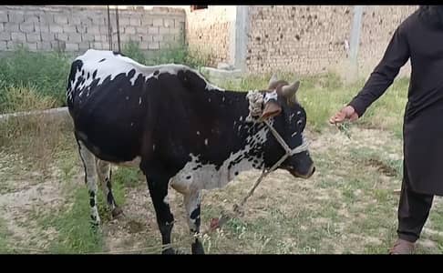 qurbani ke liye available hai bull