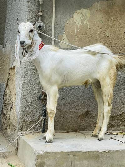 Selleing Khassi bakra