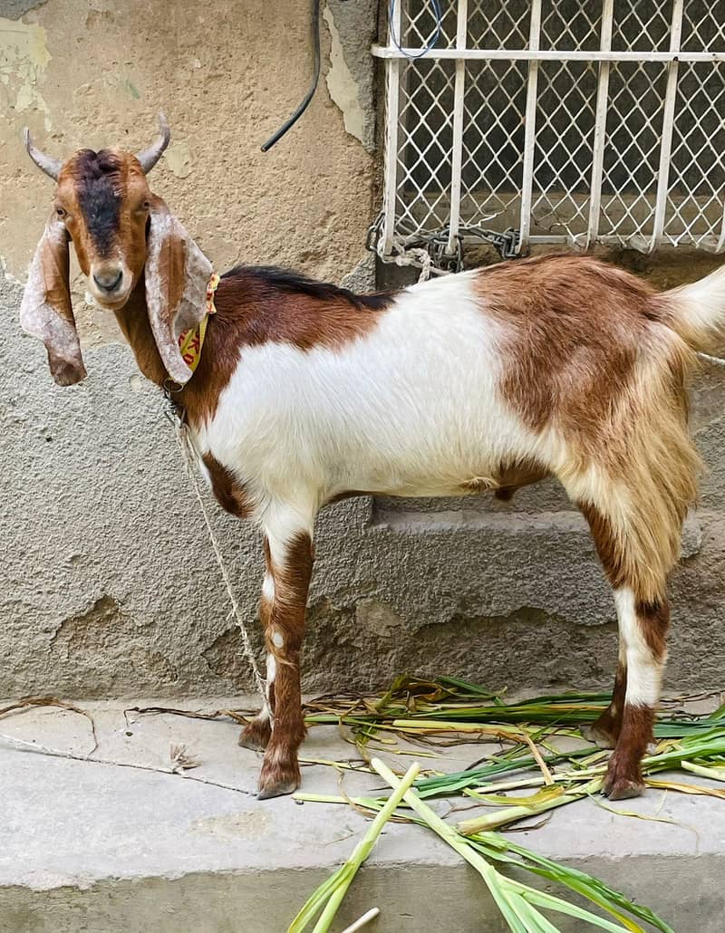 Selleing Khassi bakra 1