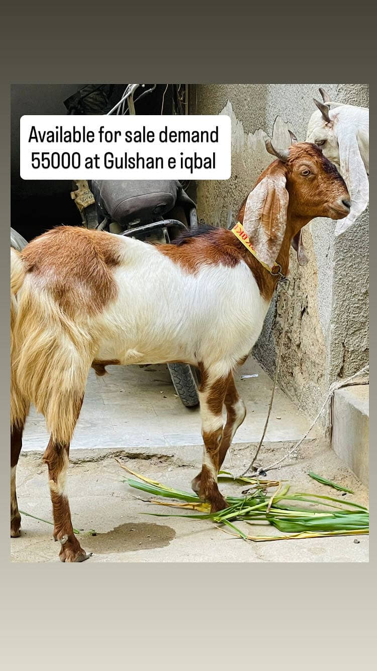 Selleing Khassi bakra 2