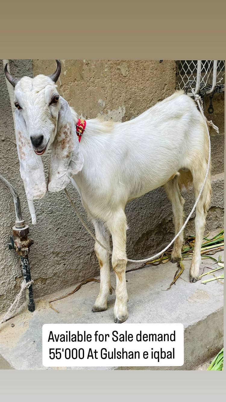 Selleing Khassi bakra 3