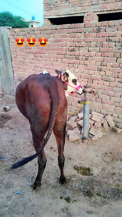 wachi for qurbani