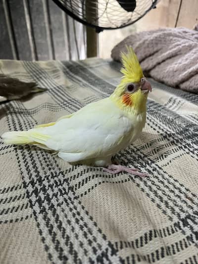 Cockatiel chiks best for hand tamed eno , common white, grey