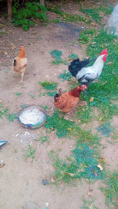 golden hen pair for sale