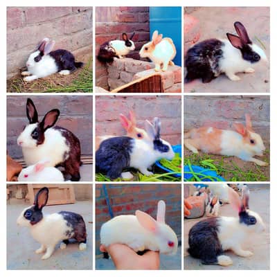 White, Brown & Black Rabbits – Male + Female