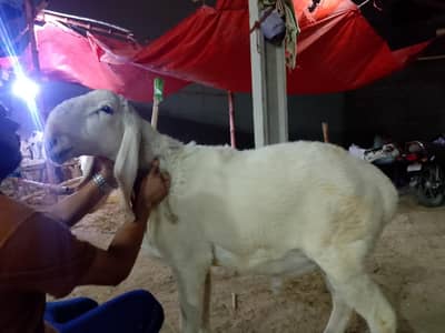 larkana 2 dant dumba heavy