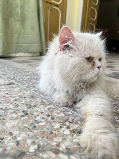 Persian Triple Coated Cat