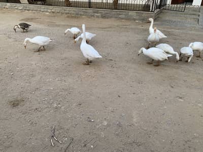 Geese for sale