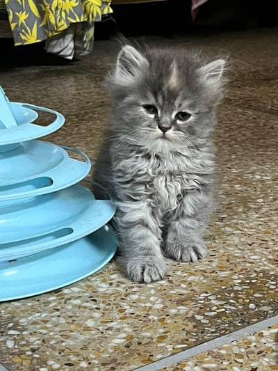 cat sale 3 cat