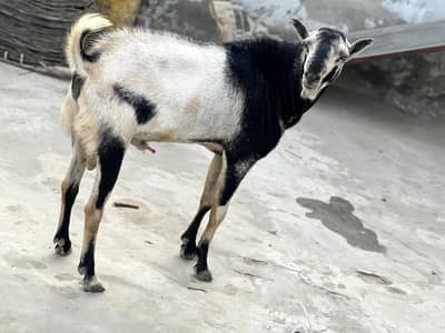 Desi goat | Goat | bakra | sheep | Breader | bakry | بکرا