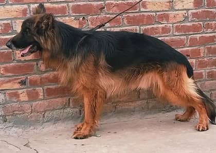 German shepherd long hair male