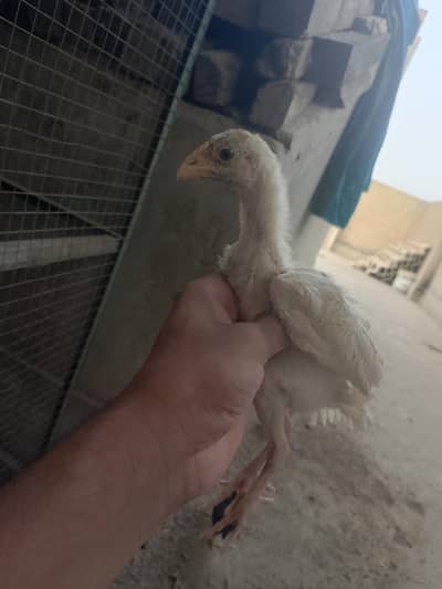 aseel chicks available in bahawalpur AK bacha 1100