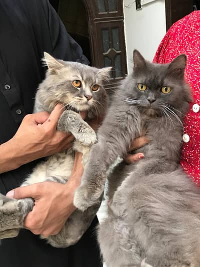 selling pair kittens