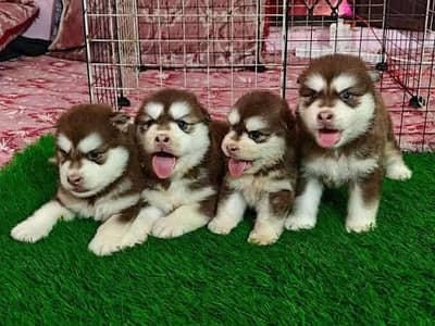 Alaskan malamute husky puppies