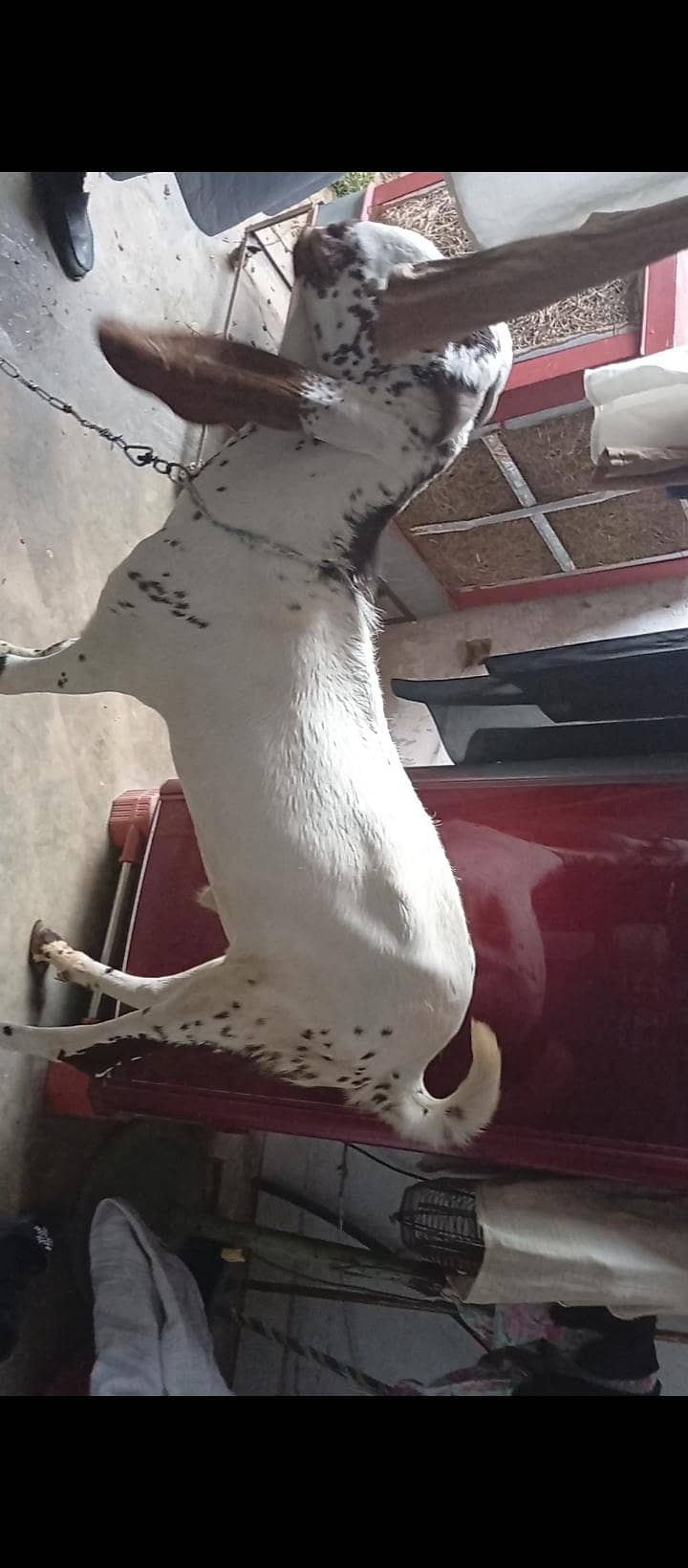 barka donda 0