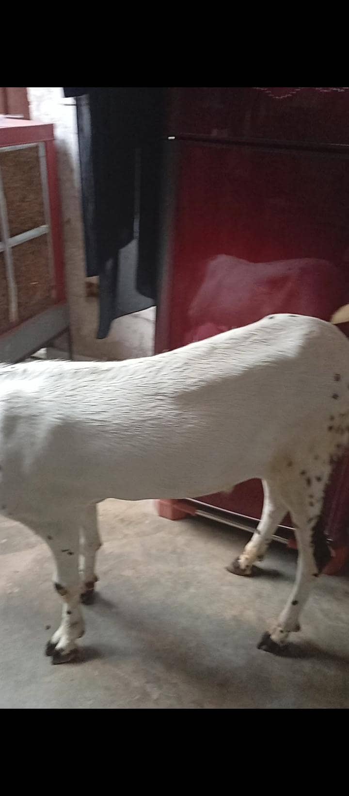barka donda 1