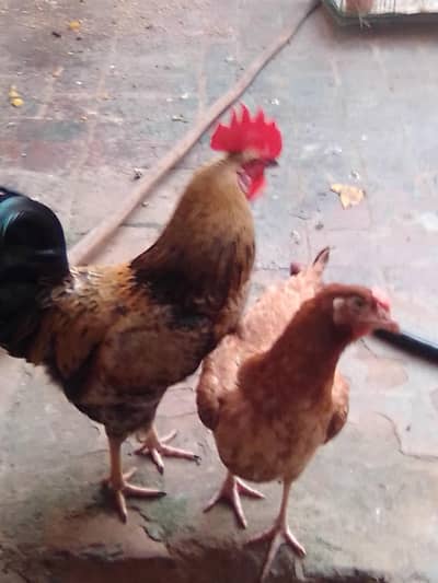 Desi hens